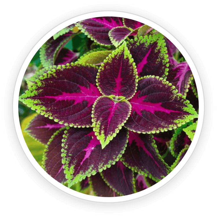 Coleus Forskohlii Extract
