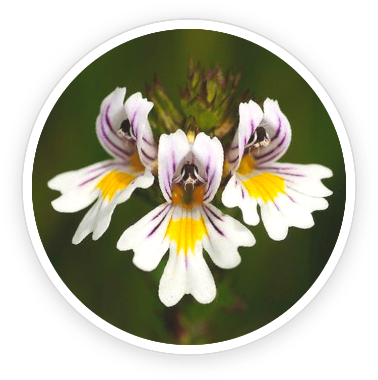 Eyebright Extract