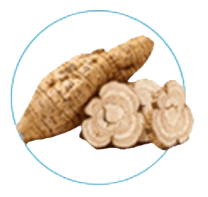 Astragalus Root