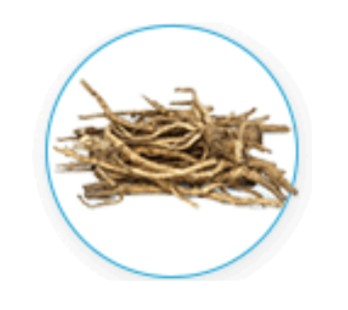 Eleutherococcus Senticosus Root (Siberian Ginseng)