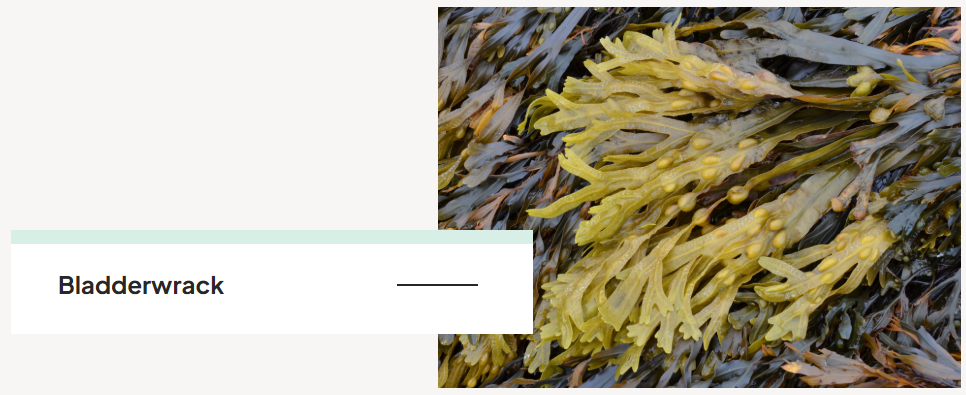Bladderwrack