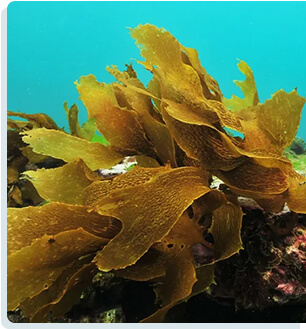 Ecklonia Cava Extract