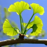 Ginkgo-Biloba-Leaf-