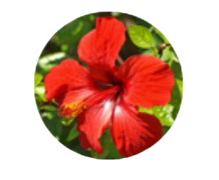 Hibiscus Flower Extract